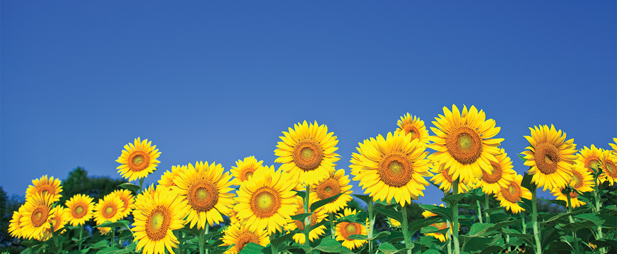 Sunflower web image after PrintFlat is applied.